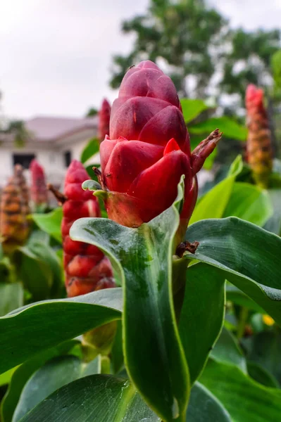 Nahaufnahme Schöne Blumen Red Crepe Ingwersamen Auf Dem Schönen Garten — Stockfoto