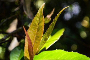 Ormandaki tohumdan yeşeren yeşil filizler. Doi Inthanon Ulusal Parkı 'nda Chiang Mai Tayland