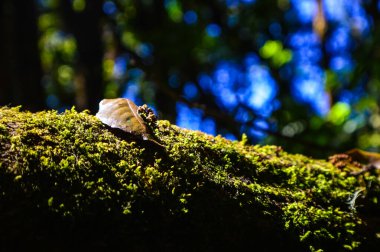 Güzel orman Doi Inthanon Ulusal Parkı, Chiang Mai, Tayland