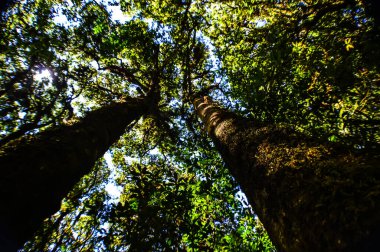 Güzel orman Doi Inthanon Ulusal Parkı, Chiang Mai, Tayland