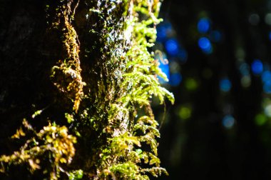 Güzel orman Doi Inthanon Ulusal Parkı, Chiang Mai, Tayland