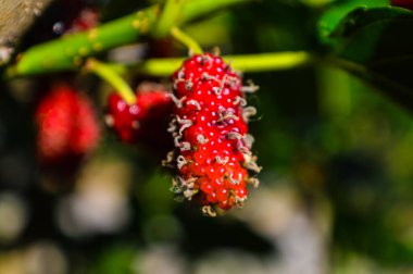 Ev yapımı dut ağacı ve meyveleri kapatın..