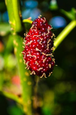 Ev yapımı dut ağacı ve meyveleri kapatın..