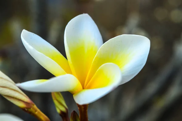 Beautiful Close Blooming White Yellow Flower Represent Arrival Autumn — Stock Photo, Image