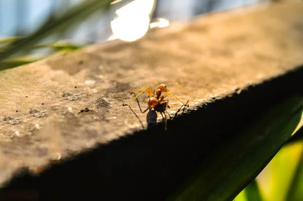 Krásný Mravenec Staré Ocelové Desce Odráží Slunce Večerních Hodinách Pozadí — Stock fotografie