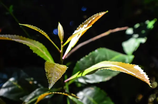 森の中の種から緑色の芽 土井インタノン国立公園で チェンマイ — ストック写真