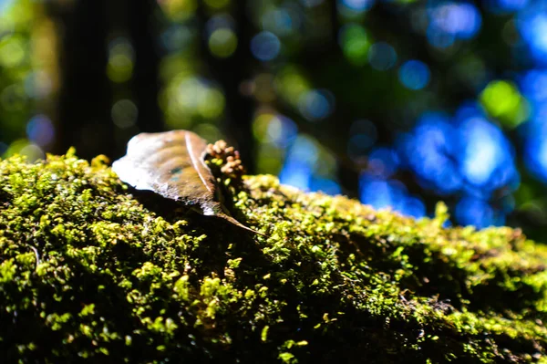 Piękny Las Naturalny Parku Narodowym Doi Inthanon Chiang Mai Tajlandia — Zdjęcie stockowe