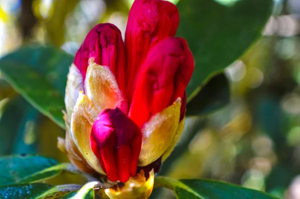 Rote Rhododendronblüten Azaleen Doi Inthanon Nationalpark Chiang Mai Thailand Aus — Stockfoto