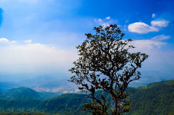 Beautiful view Natural views and trees view from Kew Mae Pan nature trail, Doi Inthanon National Park, Chiang Mai, Thailand