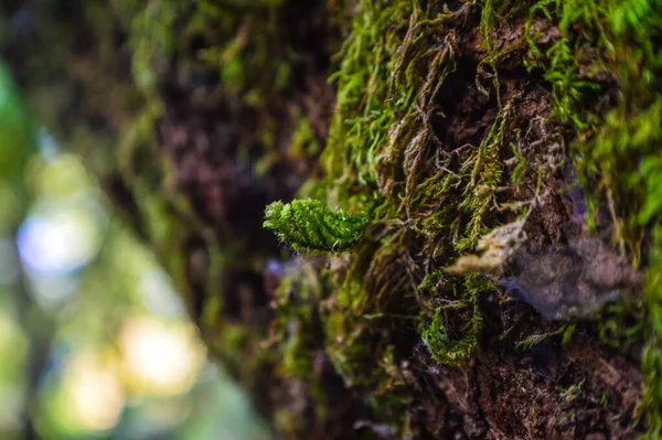 Zbliżenie Tropikalnego Liścia Paproci Doi Inthanon National Park Chiang Mai — Zdjęcie stockowe