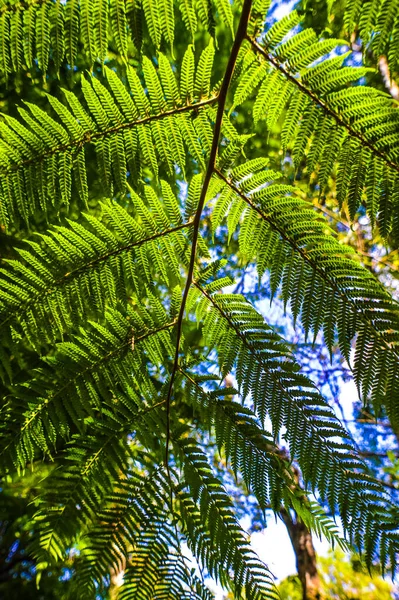 Close up of a tropical fern frond at Doi Inthanon National PARK Chiang Mai Thailand