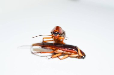 İki koyu kahverengi hamamböceği beyaz arka planda yatıyor. Hamamböceği izole edilmiş. Beyaz arka planda ölü hamamböceği.