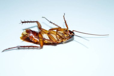 Koyu kahverengi hamamböceği beyaz arka planda yatıyor. Hamamböceği izole edilmiş. Beyaz arka planda ölü hamamböceği.