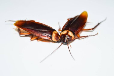 İki koyu kahverengi hamamböceği beyaz arka planda yatıyor. Hamamböceği izole edilmiş. Beyaz arka planda ölü hamamböceği.