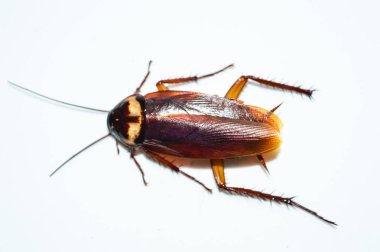 Koyu kahverengi hamamböceği beyaz arka planda yatıyor. Hamamböceği izole edilmiş. Beyaz arka planda ölü hamamböceği.