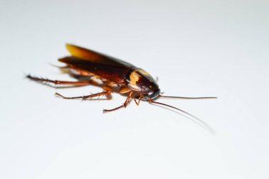 Koyu kahverengi hamamböceği beyaz arka planda yatıyor. Hamamböceği izole edilmiş. Beyaz arka planda ölü hamamböceği.