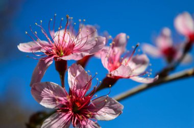 güzel Himalaya kiraz çiçeği (Prunus cerasoides), Khun Chang Khian, Chiang Mai, Tayland 'da Vahşi Himalaya kirazına (Prunus cerasoides) yakın plan