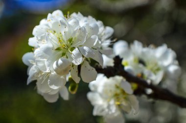 Beyaz çiçekli (Prunus cerasoides) güzel bir ağacın vahşi dalları, Khun Chang Khian, Chiang Mai, Tayland 'da çiçek açan beyaz çiçekli (Prunus cerasoides) bir ağacın vahşi dalları.