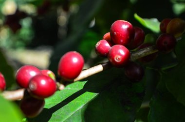 Yakından bakınca, ağaçta olgunlaşan Arap kahvesi, Khun Chang Khian 'da kahve çekirdekleri, Chiang Mai, Tayland.