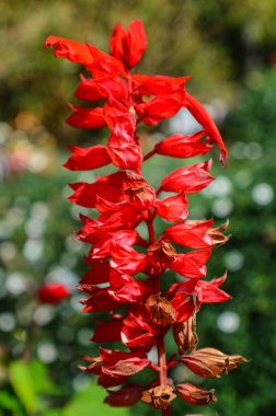 Güzel Red Salvia Çiçeği Doi Pui Bahçesinde, Chiang Mai, Tayland