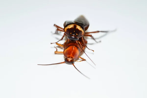 Mørkebrune Kakerlakker Hvit Bakgrunn Kakerlakken Isolert Død Kakerlakk Hvit Bakgrunn – stockfoto
