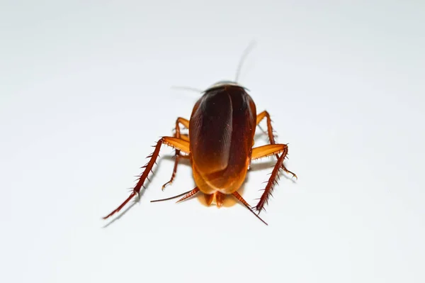 暗褐色のゴキブリが白い背景に寝そべっている ゴキブリは孤立している 白い背景で死んだゴキブリ — ストック写真