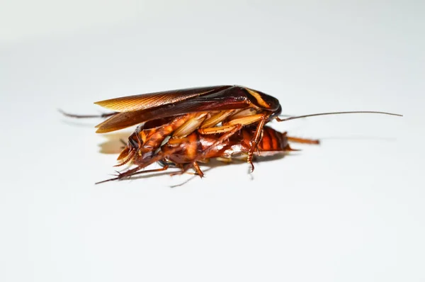 Twee Donkerbruine Kakkerlak Liggend Witte Achtergrond Kakkerlak Geïsoleerd Dode Kakkerlak — Stockfoto