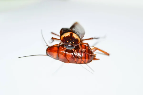 两只深褐色的蟑螂躺在白色的背景上 蟑螂被隔离了白色背景的死蟑螂 — 图库照片