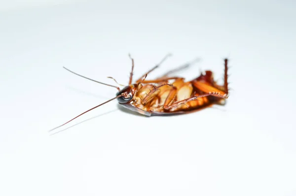 深褐色的蟑螂躺在白色的背景上 蟑螂被隔离了白色背景的死蟑螂 — 图库照片