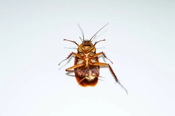 Donkerbruine Kakkerlak Witte Achtergrond Kakkerlak Geïsoleerd Dode Kakkerlak Witte Achtergrond — Stockfoto