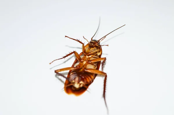 Mörkbrun Kackerlacka Liggande Vit Bakgrund Kackerlacka Isolerad Döda Kackerlacka Vit — Stockfoto