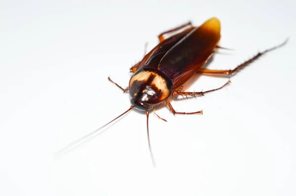 Dark Brown Cockroach Laying White Background Cockroach Isolated Dead Cockroach — Stock Photo, Image