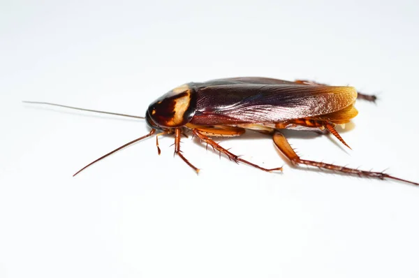 Cucaracha Marrón Oscura Acostada Sobre Fondo Blanco Cucaracha Aislada Cucaracha —  Fotos de Stock