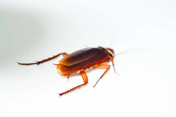 深褐色的蟑螂躺在白色的背景上 蟑螂被隔离了白色背景的死蟑螂 — 图库照片