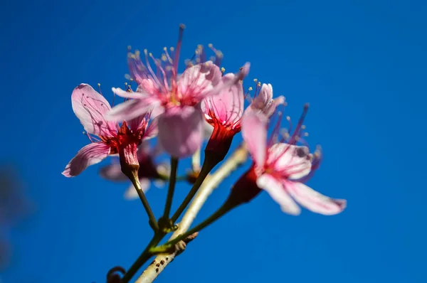 Belle Fleur Cerisier Sauvage Himalaya Prunus Cerasoides Gros Plan Cerisier — Photo