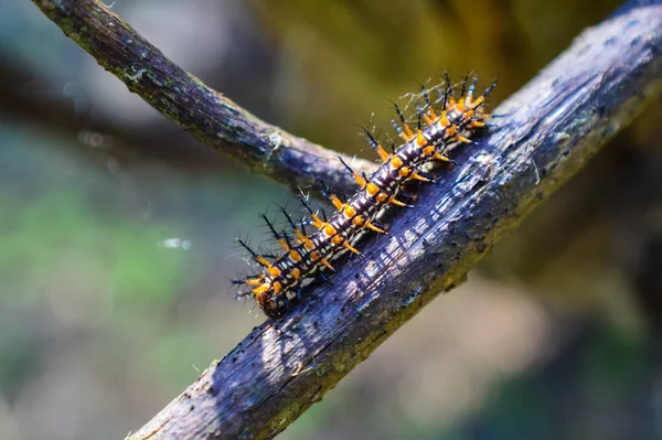成熟する前に小枝の上に大きな虫蝶の成熟した毛虫 — ストック写真