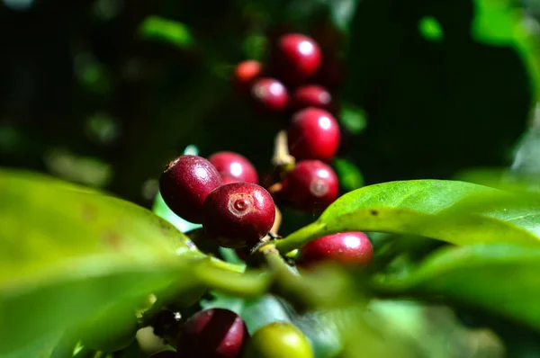 Close up, Arabica coffee berries ripening on tree, coffee beans at Khun Chang Khian, Chiang Mai, Thailand.