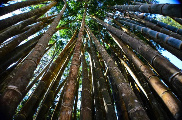 Boschetto Bambù Foresta Thailandia Colore Naturale — Foto Stock