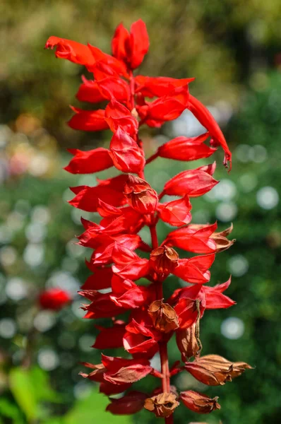 Bellissimo Fiore Salvia Rossa Giardino Doi Pui Chiang Mai Thailandia — Foto Stock