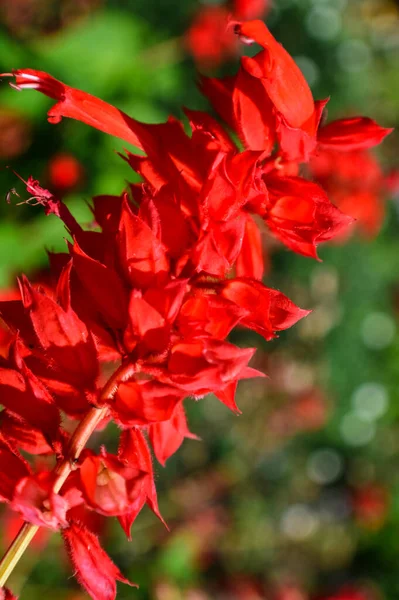 Mooie Rode Salvia Bloem Bij Doi Pui Garden Chiang Mai — Stockfoto