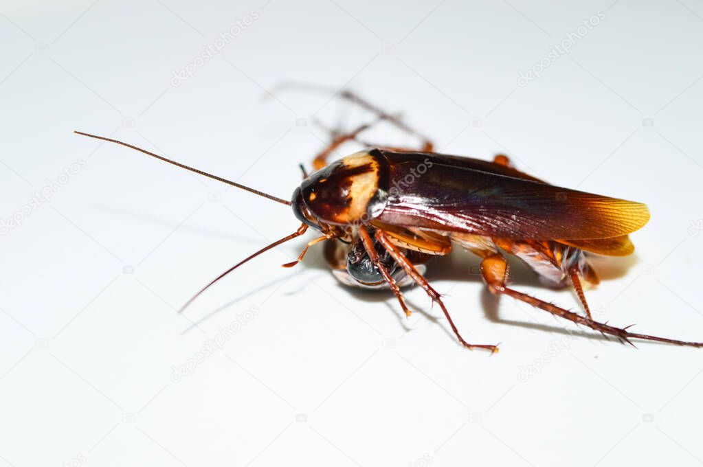 two Dark brown cockroach laying down on white background. Cockroach isolated. Dead cockroach on white background.