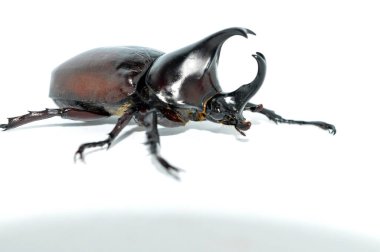 Beyaz arka planda erkek gergedan böceği, Xylotrupes Gideon Linnaeus, Siyam gergedan böceği, dövüşen böcek