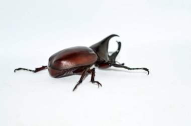 Beyaz arka planda erkek gergedan böceği, Xylotrupes Gideon Linnaeus, Siyam gergedan böceği, dövüşen böcek