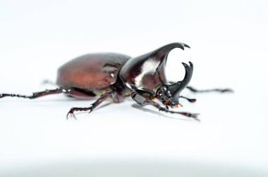 Beyaz arka planda erkek gergedan böceği, Xylotrupes Gideon Linnaeus, Siyam gergedan böceği, dövüşen böcek