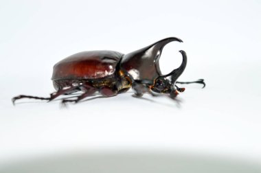 Beyaz arka planda erkek gergedan böceği, Xylotrupes Gideon Linnaeus, Siyam gergedan böceği, dövüşen böcek