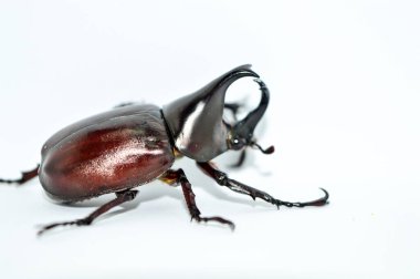 Beyaz arka planda erkek gergedan böceği, Xylotrupes Gideon Linnaeus, Siyam gergedan böceği, dövüşen böcek