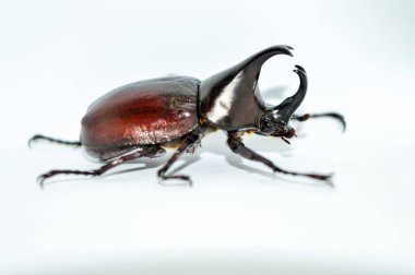 Beyaz arka planda erkek gergedan böceği, Xylotrupes Gideon Linnaeus, Siyam gergedan böceği, dövüşen böcek