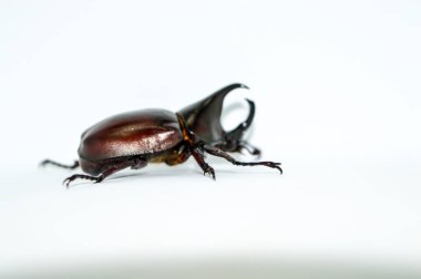 Beyaz arka planda erkek gergedan böceği, Xylotrupes Gideon Linnaeus, Siyam gergedan böceği, dövüşen böcek