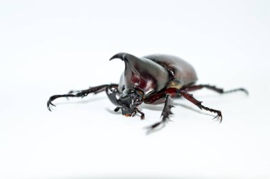Beyaz arka planda erkek gergedan böceği, Xylotrupes Gideon Linnaeus, Siyam gergedan böceği, dövüşen böcek