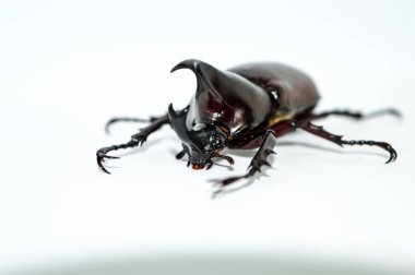 Beyaz arka planda erkek gergedan böceği, Xylotrupes Gideon Linnaeus, Siyam gergedan böceği, dövüşen böcek